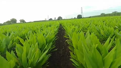 Daily Indian farming vlogs