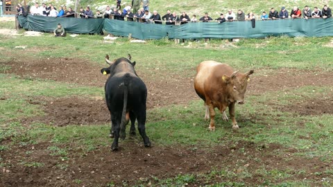 Medonja od Goje i Sinova vs Medonja od Bilića Šestanovac 2025
