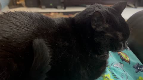 Cute Precious Piper Does a Tail Sit Up While Loafing - Adopting a Cat from a Shelter Vlog