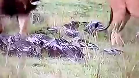 animals