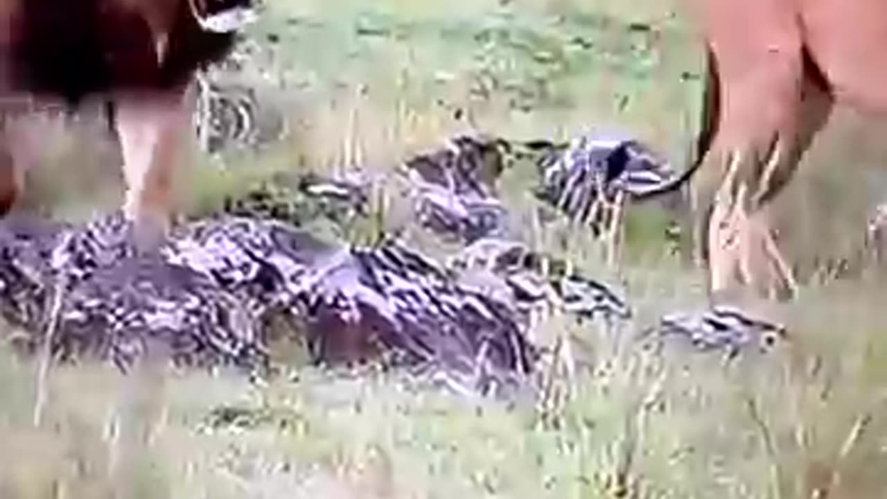 animals