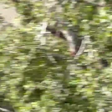 James Woods as he's evacuating his house