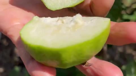 Ripe guava on the tree will have a rich sweet taste and crunchy texture