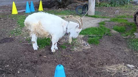 冬休み明けの山羊さん