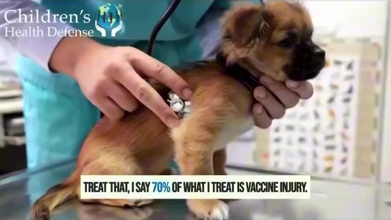 Pet Vaccines ARE Dangerous