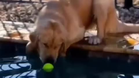 Viral: Funny Animals 2024 😂 - Funniest Cats and Dogs video 🐱 🐶 #shorts episode 1