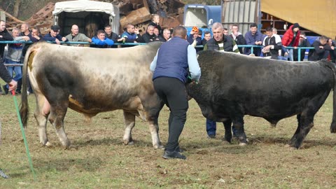 Golub od Mahmutovića vs Zeko od Čelalića Zimča 2025