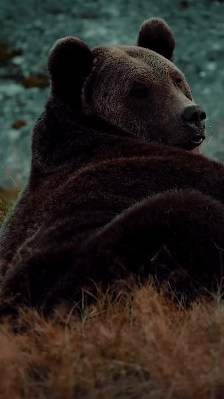 🐻 Brown bears