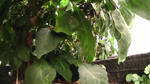 Come Explore With Me – Gen X Nature Stream | Live Pepper Jungle + Chill Vibes