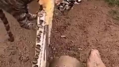 animals