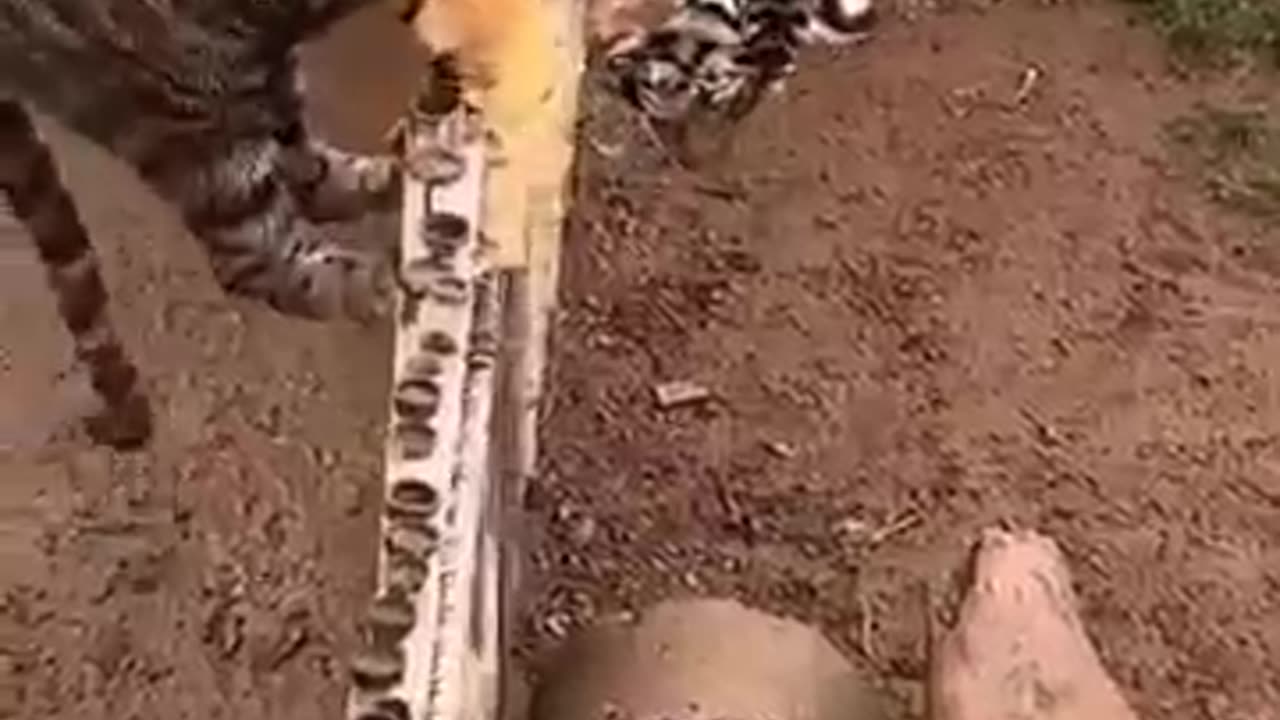 animals