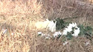 Families visit Jeju Air crash site, seek answers on anniversary