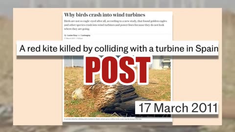 Fact Check: Photo Shared By Trump In 'Eagles Going Down' Post Is NOT An Eagle - European Red Kite