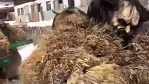 Austria - The Rothschild Annual Family Gathering