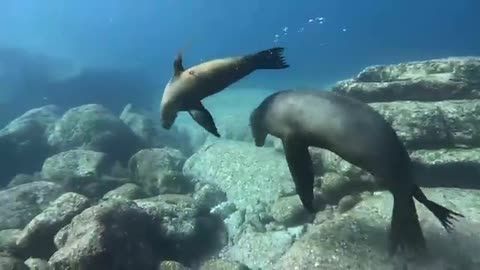 Sea lion wanted to come home with us