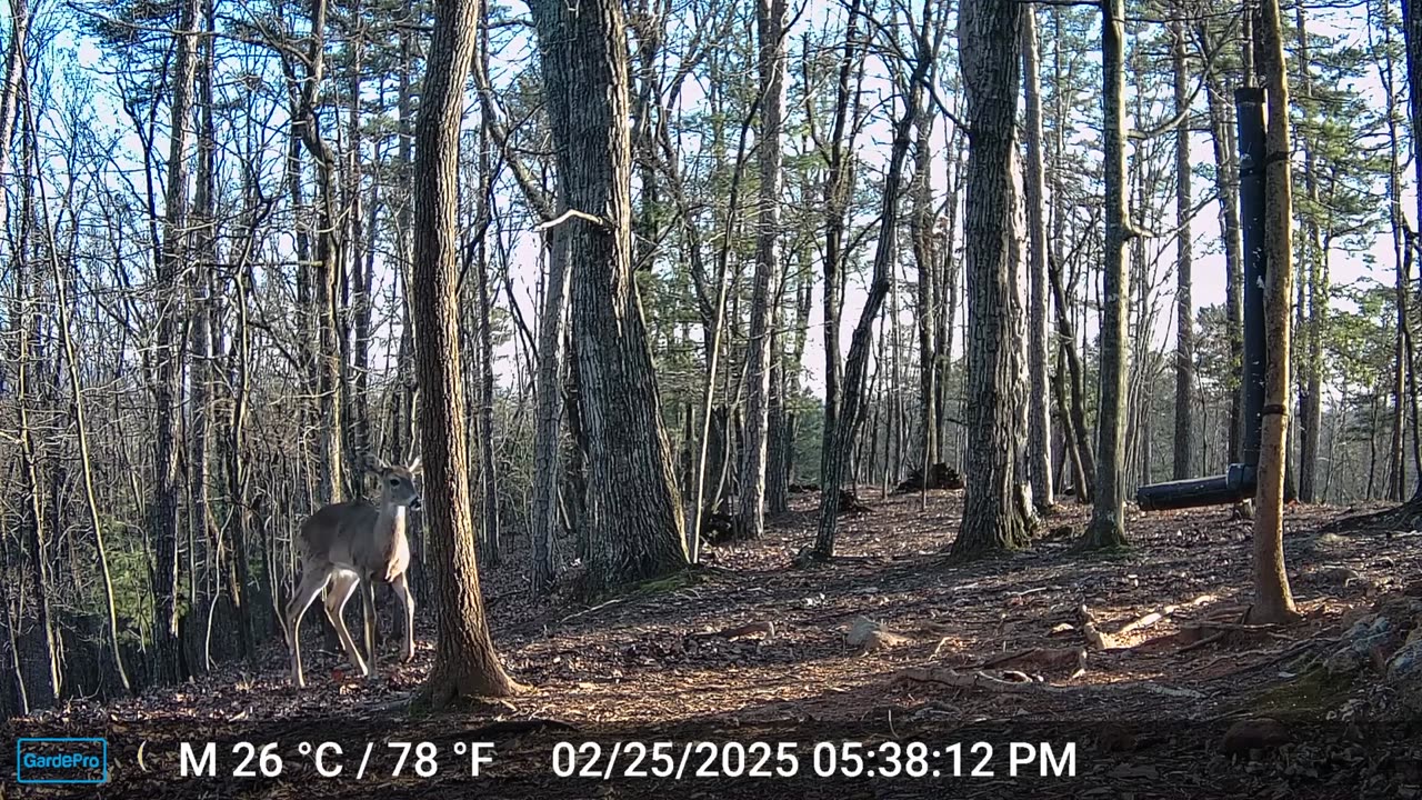 The Woods – 02/25/2025