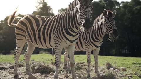 Zebra and stunning nature