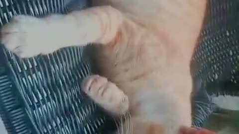 Rain + Full Belly = Ultimate Lazy Orange Cat Mood 😴🐾”