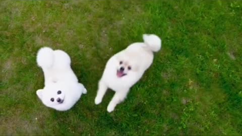 lovely dog