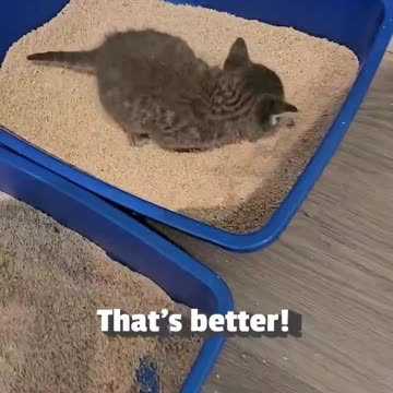 "A Cute Cat Refuses to Sit Anywhere but Its Box"