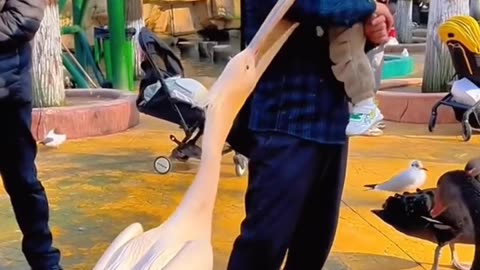 The bird with the biggest mouth