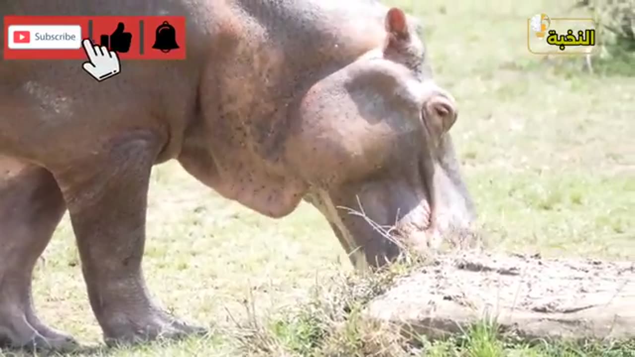 animals