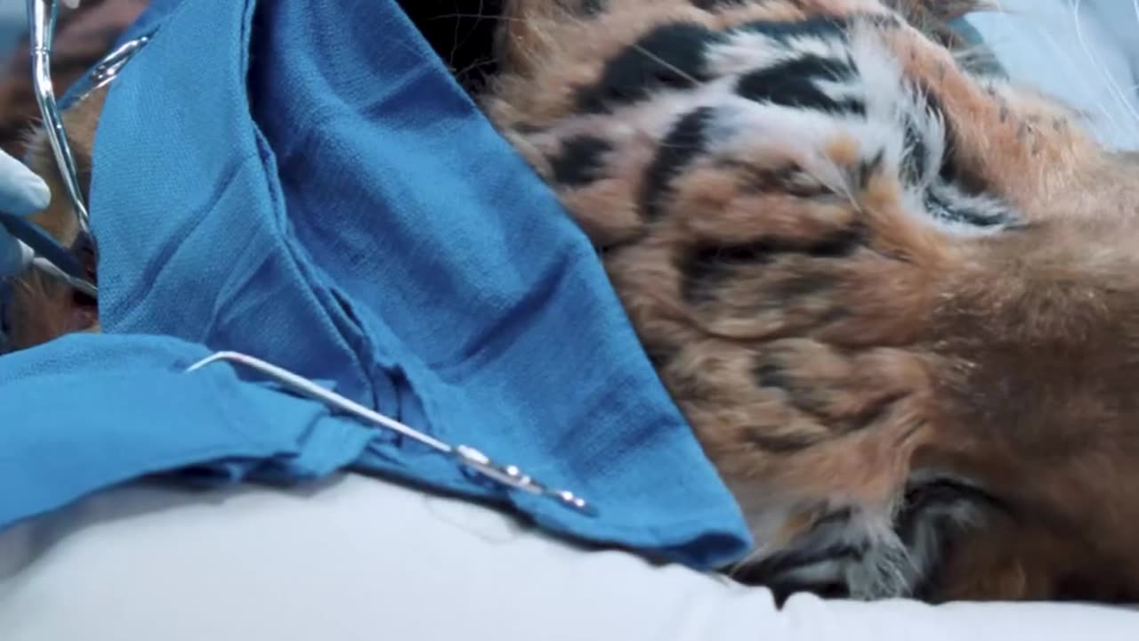LION OPRATION 5
