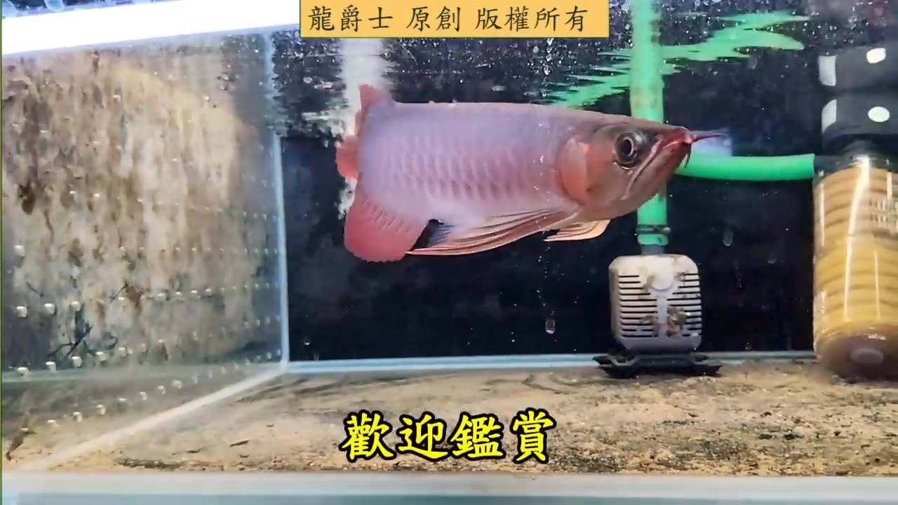 【龍爵士】到港穩定中 5月17精彩上映