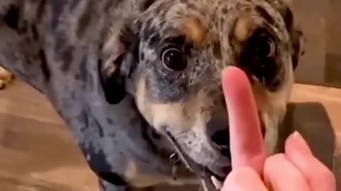 funny animal