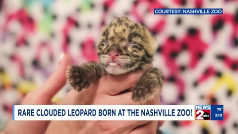 Nashville Zoo welcomes new clouded leopard cub