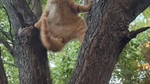Why is he climbing a tree?