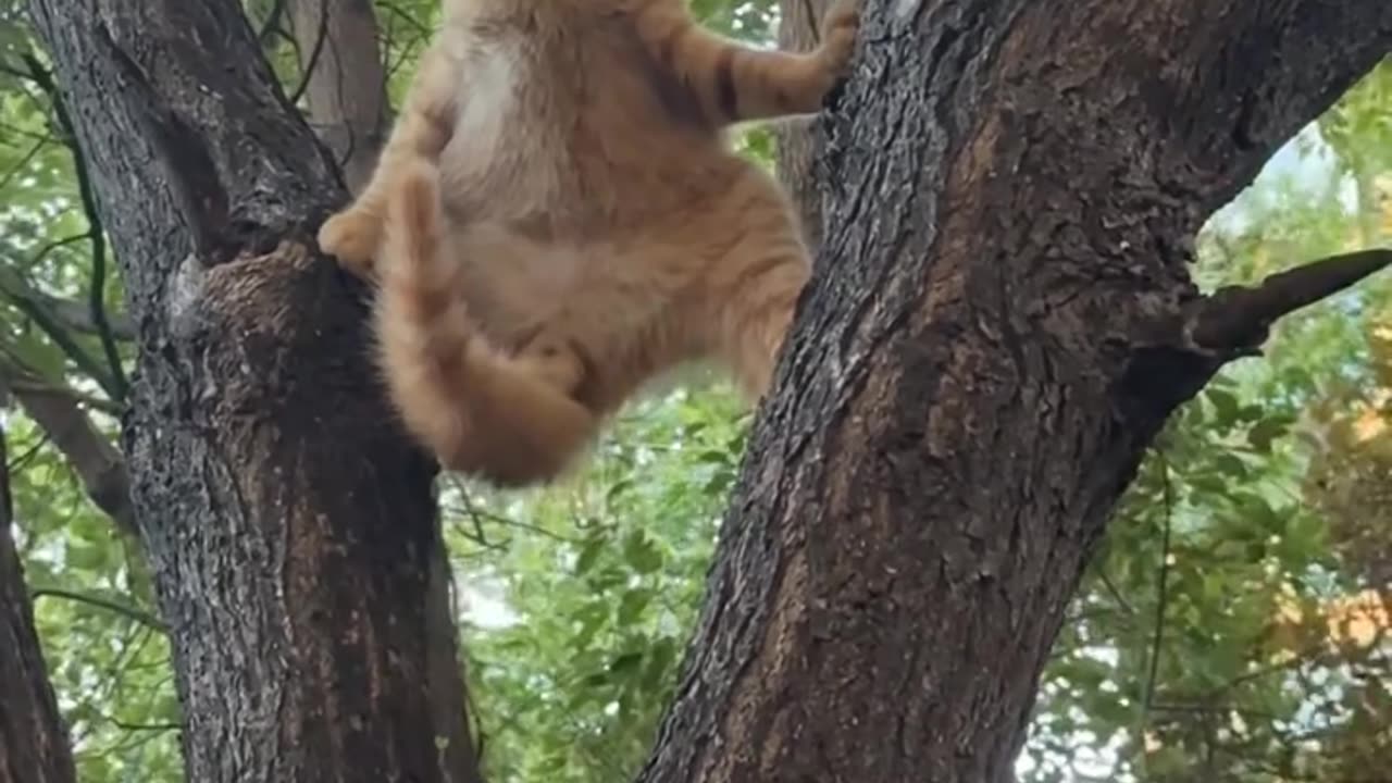 Why is he climbing a tree?