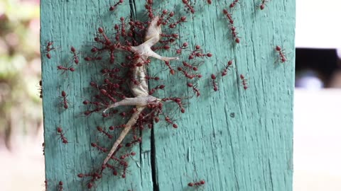 Red Weaver Ants Transporting a Gecko