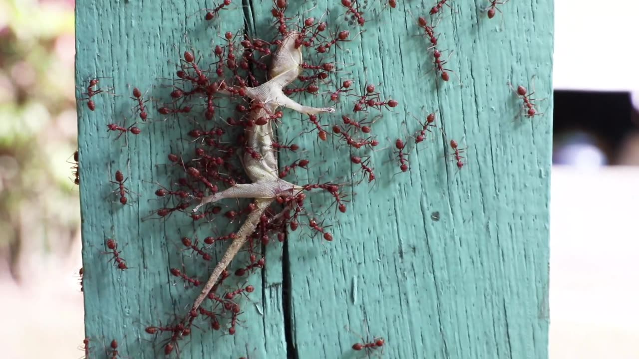 Red Weaver Ants Transporting a Gecko
