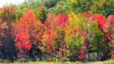 Fall Foliage