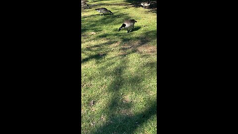 Canada Goose 🪿 #canadagoose #followme #shorts #viral #trending #goose