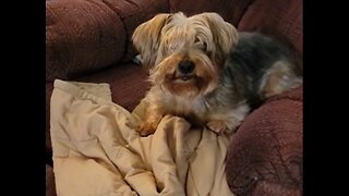 Batman hides master's underwear #yorkie #funnydogs