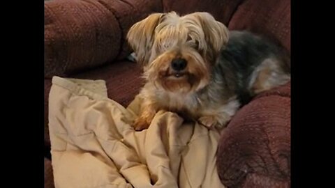 Batman hides master's underwear #yorkie #funnydogs