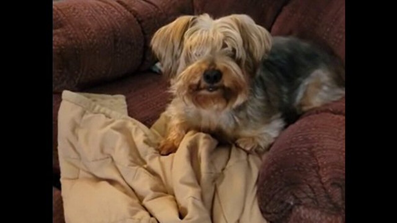 Batman hides master's underwear #yorkie #funnydogs