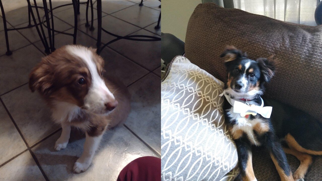 How I got Zuki and Maple