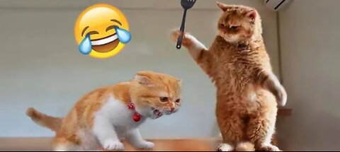 Funniest Cats and Dogs 🐶🐱 | Funny Animal Videos #01