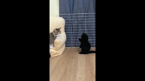 cats playing together