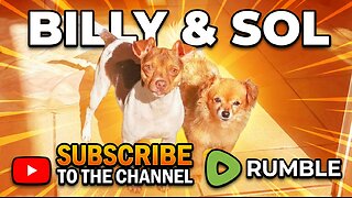 Funniest Animal Prank Videos You Must See Today