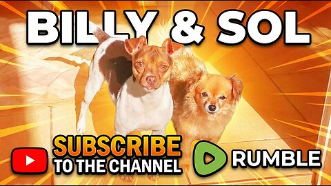 Funniest Animal Prank Videos You Must See Today