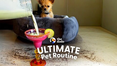 When Two Gen Z Sisters Adopt A Chihuahua... | The Dodo