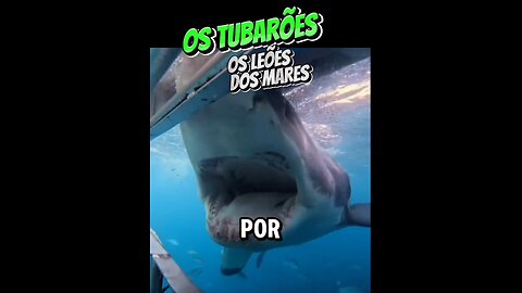 Os tubarões são perigosos