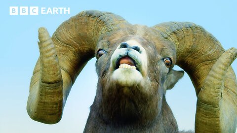 Intense Bighorn Sheep Battle | Mountains: Life Above The Clouds | BBC Earth