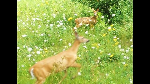 Whitetail Deer