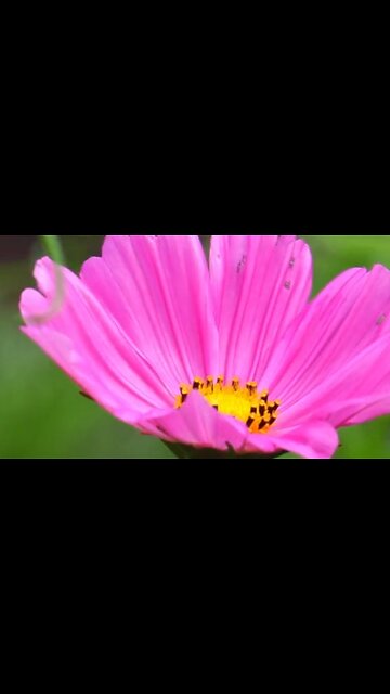 THE CHRISTIAN LIFE—WHAT IS IT? - DAILY DEVOTIONAL ❤️