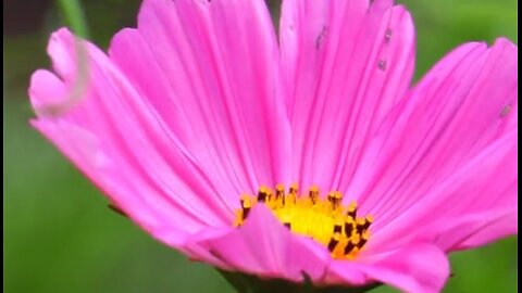 THE CHRISTIAN LIFE—WHAT IS IT? - DAILY DEVOTIONAL ❤️
